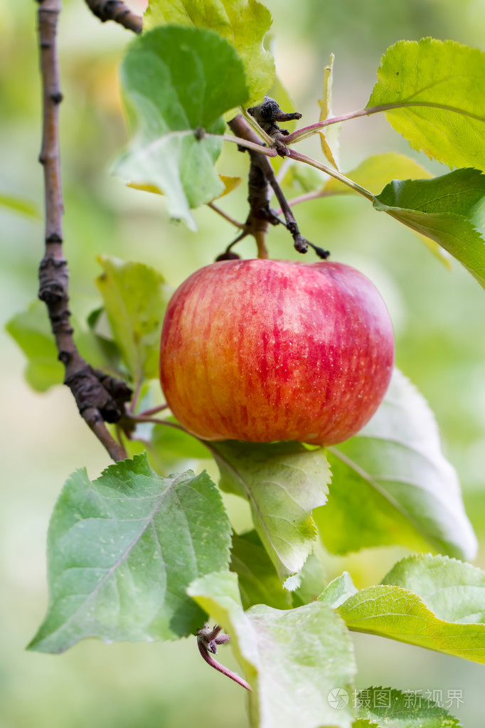 一棵树上的苹果