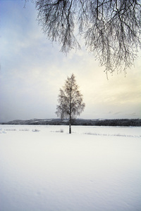 孤树在雪覆盖的风景