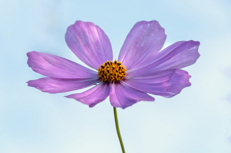 粉红色的花雏菊宇宙