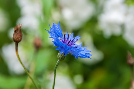 花矢车菊蓝色