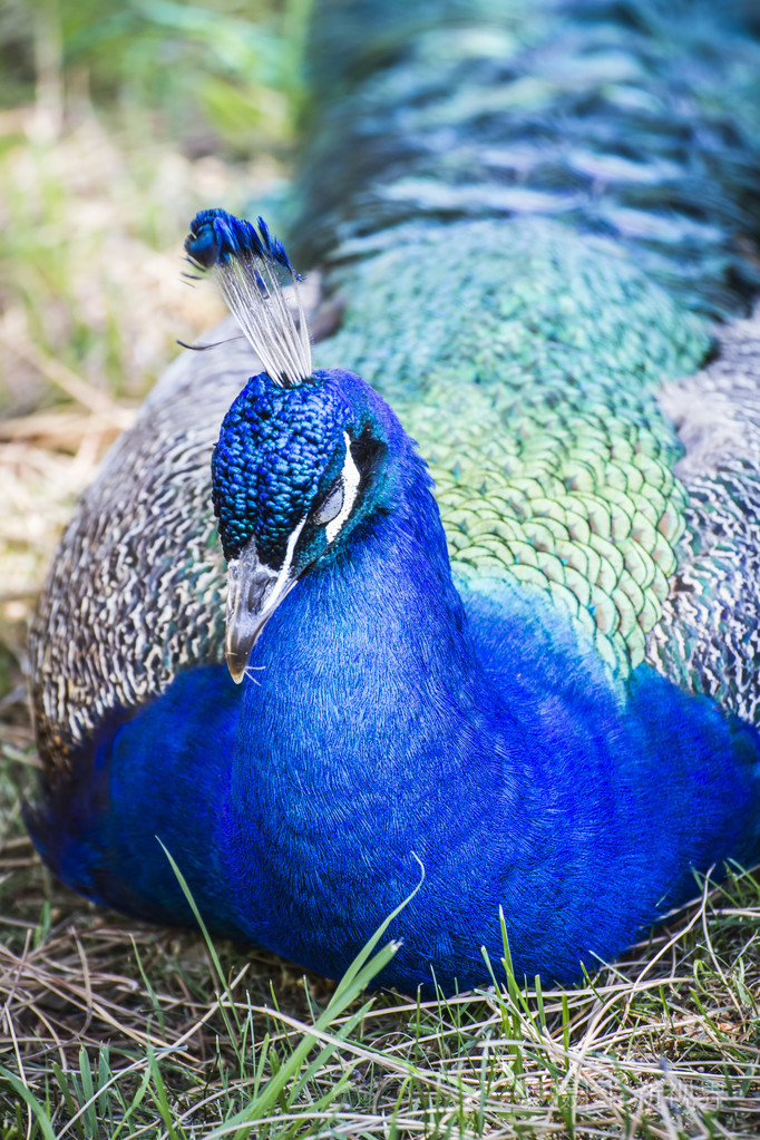 孔雀与五颜六色的羽毛