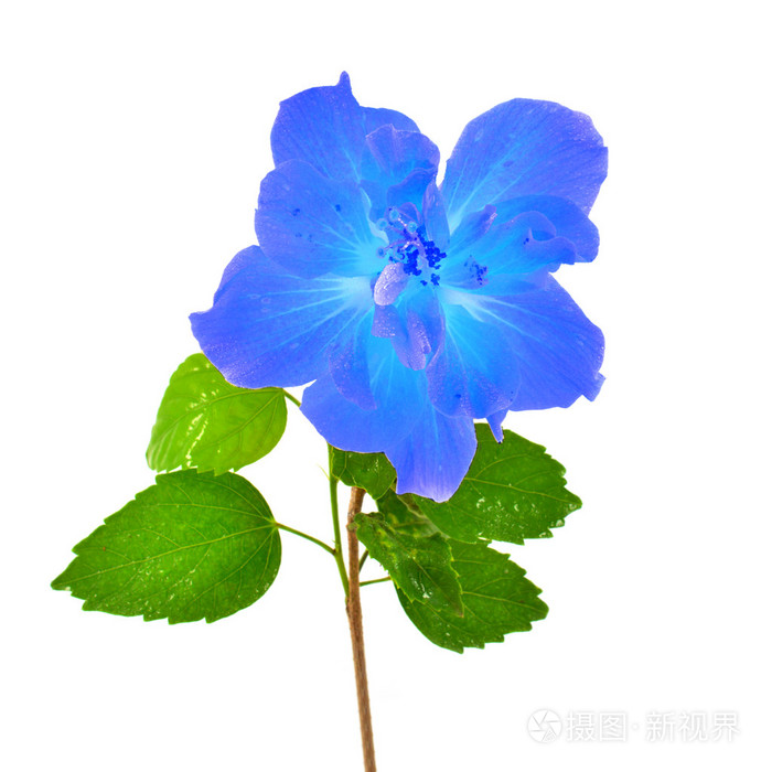 蓝芙蓉花