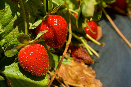 草莓生长在植物上靠得很近