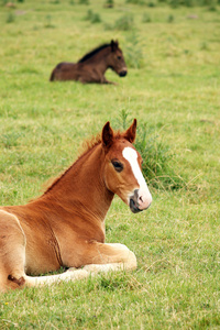 两个小马驹，躺在草地上