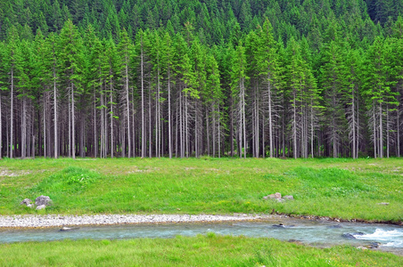 河和森林