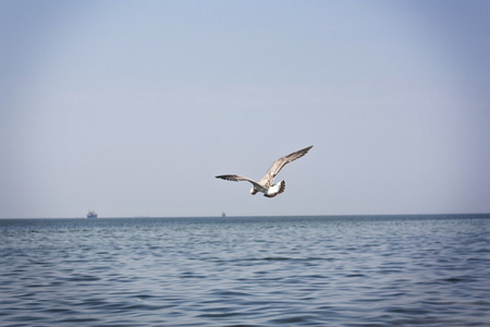 在海滩上的海鸥