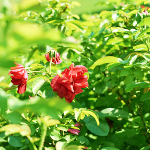 红玫瑰灌木构成