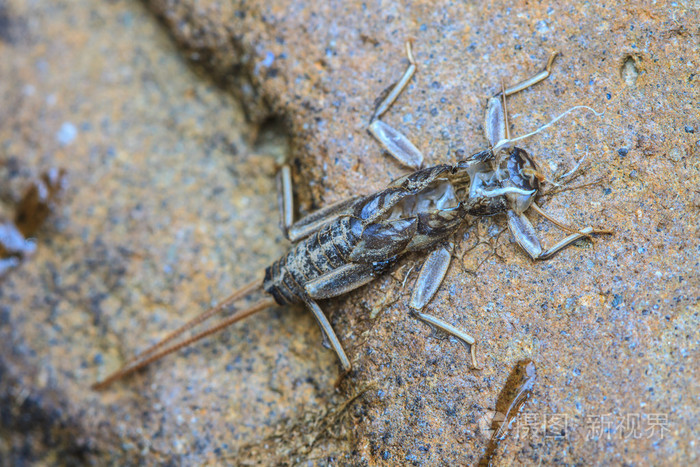 蜻蜓的若虫的特写