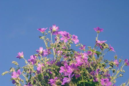 鲜花对蓝蓝的天空