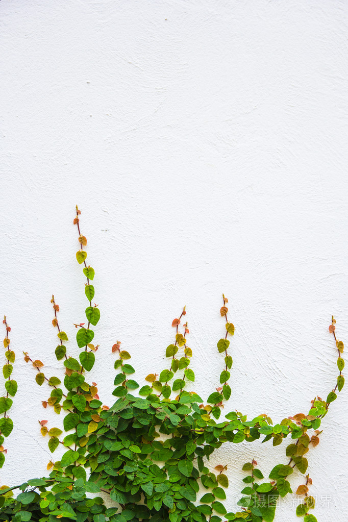 白色背景上的常春藤植物