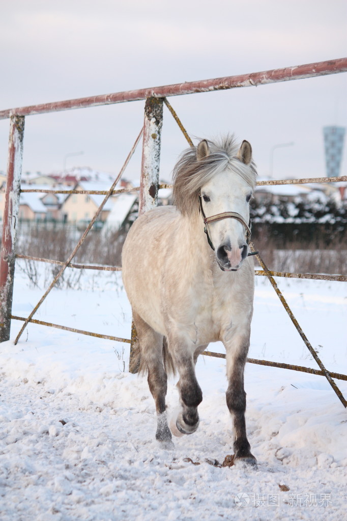 可爱的小马在雪地里舞动