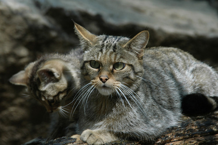 欧洲野猫