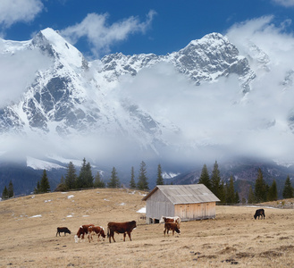 牧场中的那个小山村图片