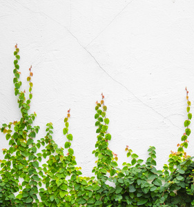 白色背景上的常春藤植物图片