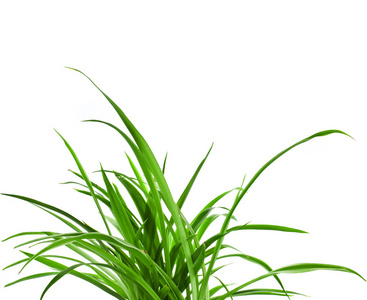 吊兰素材图片_吊兰图片素材下载_摄图新视界