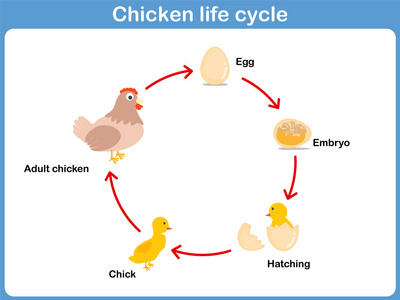一只鸡来孩子矢量生命周期