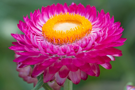 粉红色的干的菊