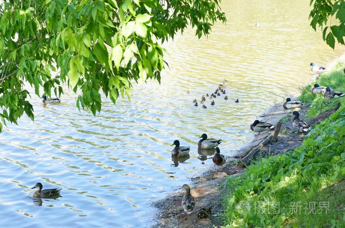 鸭在池塘上