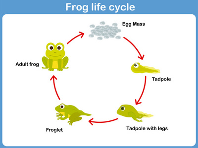 矢量一只青蛙为孩子们的生命的周期