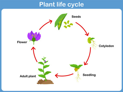 孩子们周期矢量植物为孩子们的生命周期照片