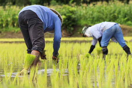 泰国农民水稻种植工作照片