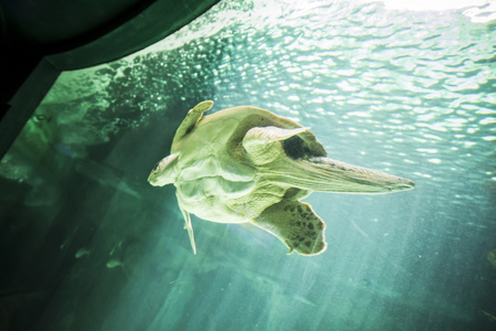 海龟游泳在海之下
