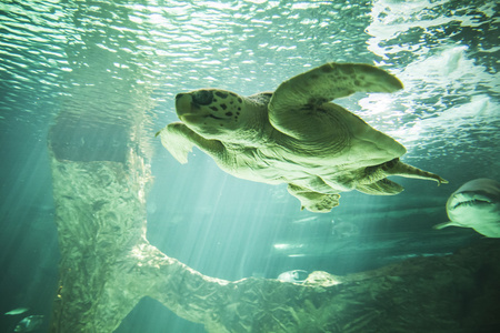 海龟游泳在海之下