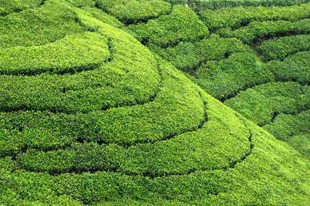 茶种植园高地