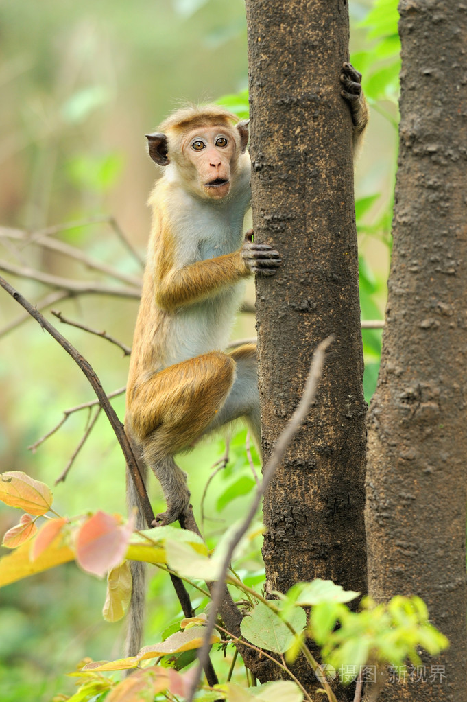 猴子的生活性质