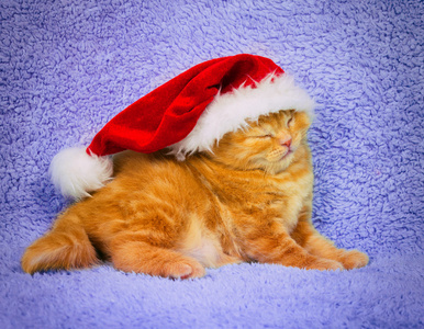 小猫咪，穿上圣诞老人的帽子