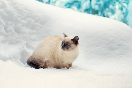 猫坐在白雪皑皑的丛林