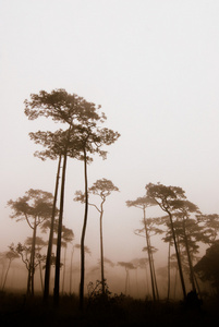 松树林的道富巷国家公园程逸省泰国在雾中