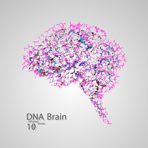 分子结构中脑的形式