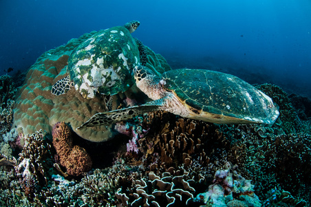 成对的玳瑁海龟吉利，龙目岛，努沙登加拉巴拉，印度尼西亚水下照片的珊瑚礁上休息