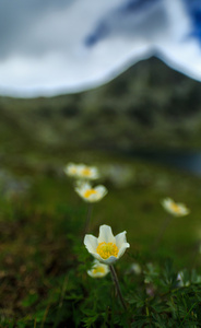 野生花卉与冰川湖的高山风景