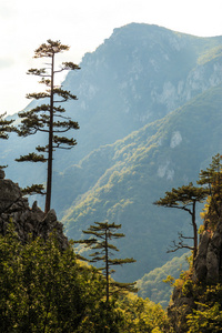 与黑松林树松黑质山风光