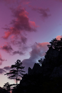 山风景与黑松树, 黑松