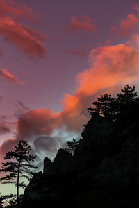 与黑松林山风景树松黑质剪影