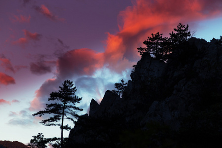 与黑松林山风景树松黑质剪影