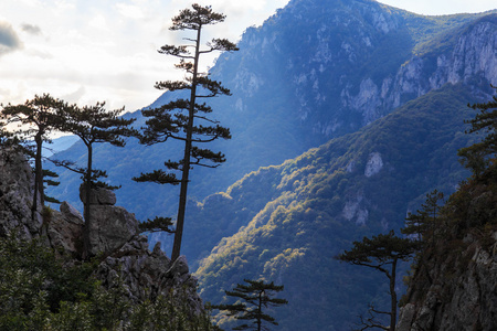 与黑松林树松黑质山风光