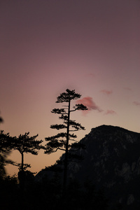 山风景与黑松树, 黑松