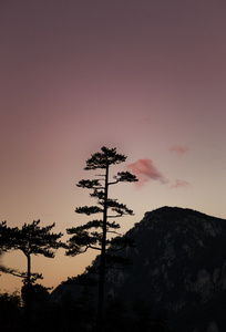 山风景与黑松树, 黑松