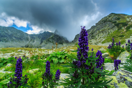 紫色的野花遍地的高山风景