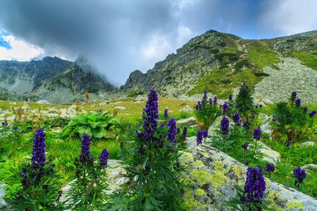 紫色的野花遍地的高山风景