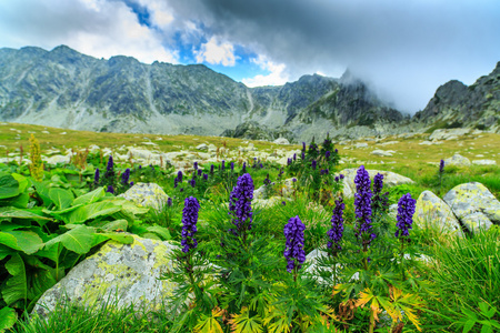 紫色的野花遍地的高山风景