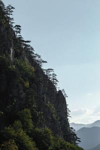 山风景与黑松树, 黑松