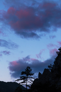 山风景与黑松树, 黑松