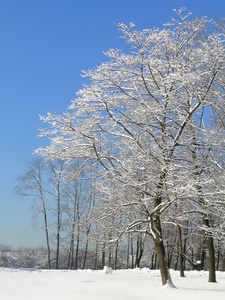 冬季景观