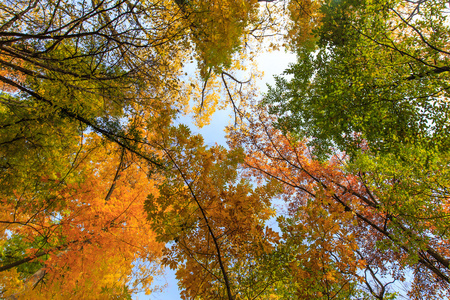 秋叶在森林中，在阳光灿烂的日子