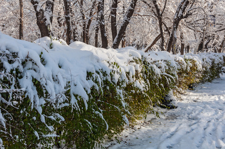 冬天雪公园树木